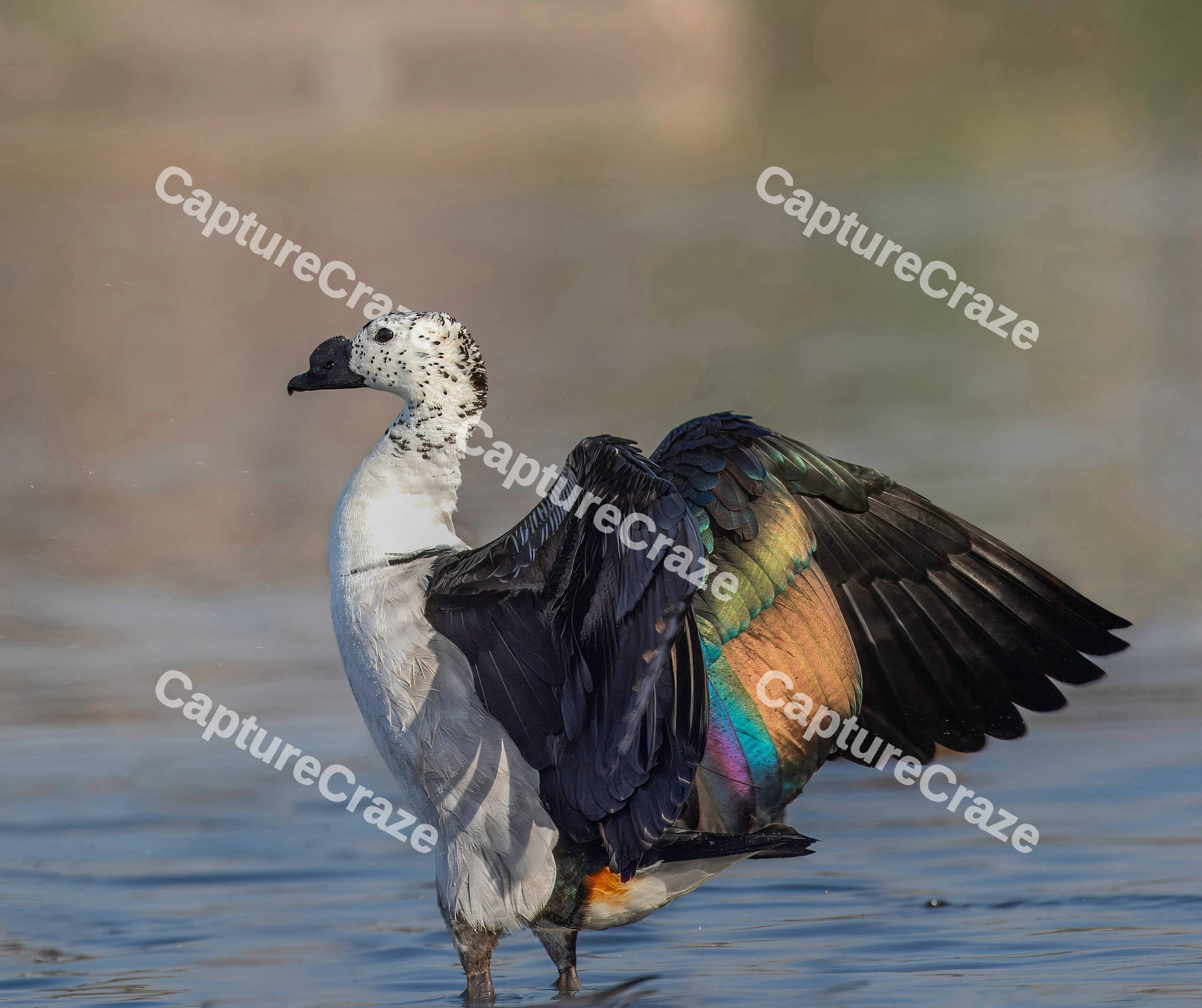 Knob-billed duck on the lake